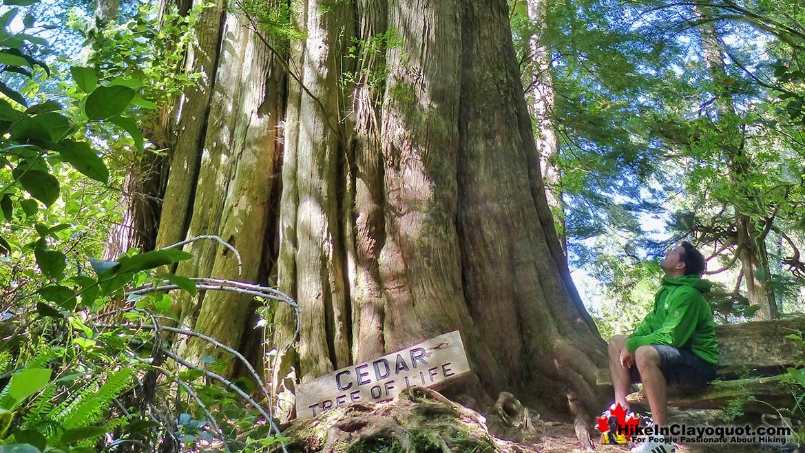 The Big Tree Trail Hike Clayoquot