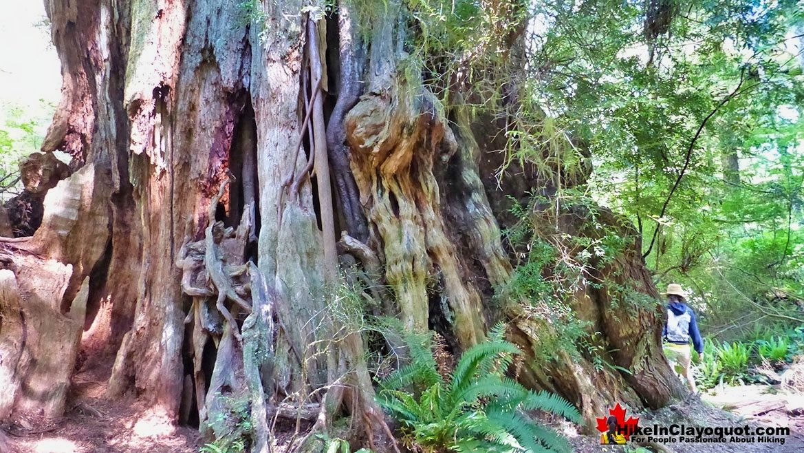 The Big Tree Trail Hike Tofino