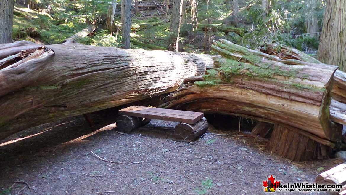 Ancient Cedars in Whistler