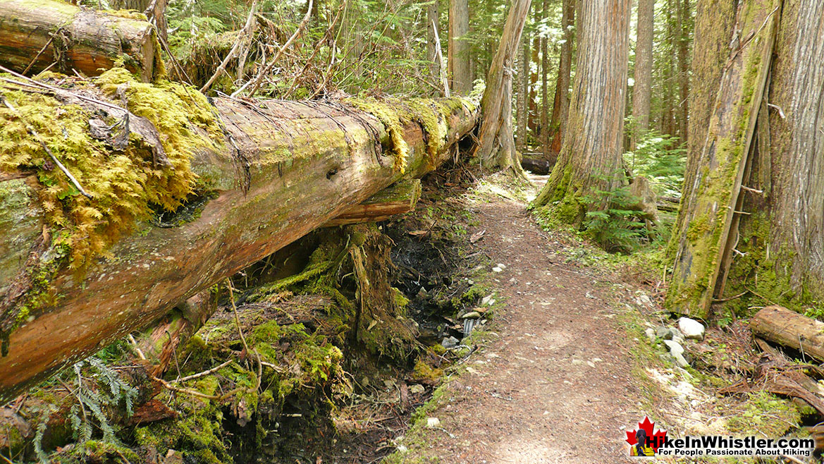 Cheakamus Lake Trail