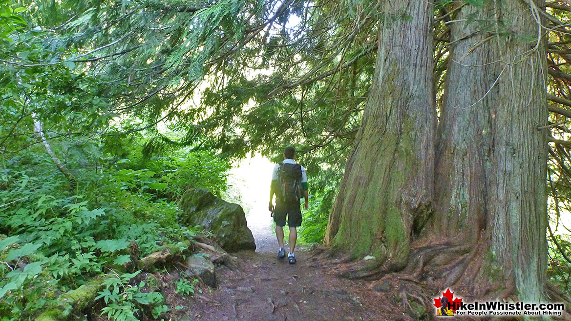 Cheakamus Lake Giant Cedars