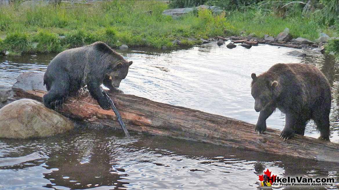 Grouse Mountain Grizzly Bears