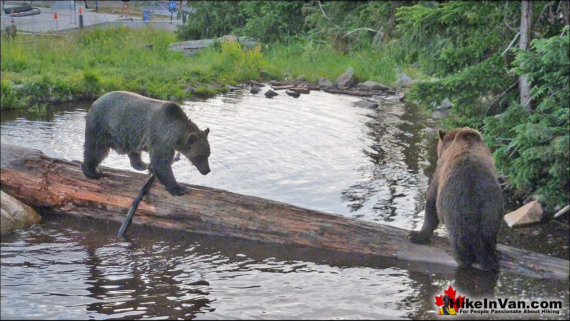 Grouse Mountain Grizzly Bears