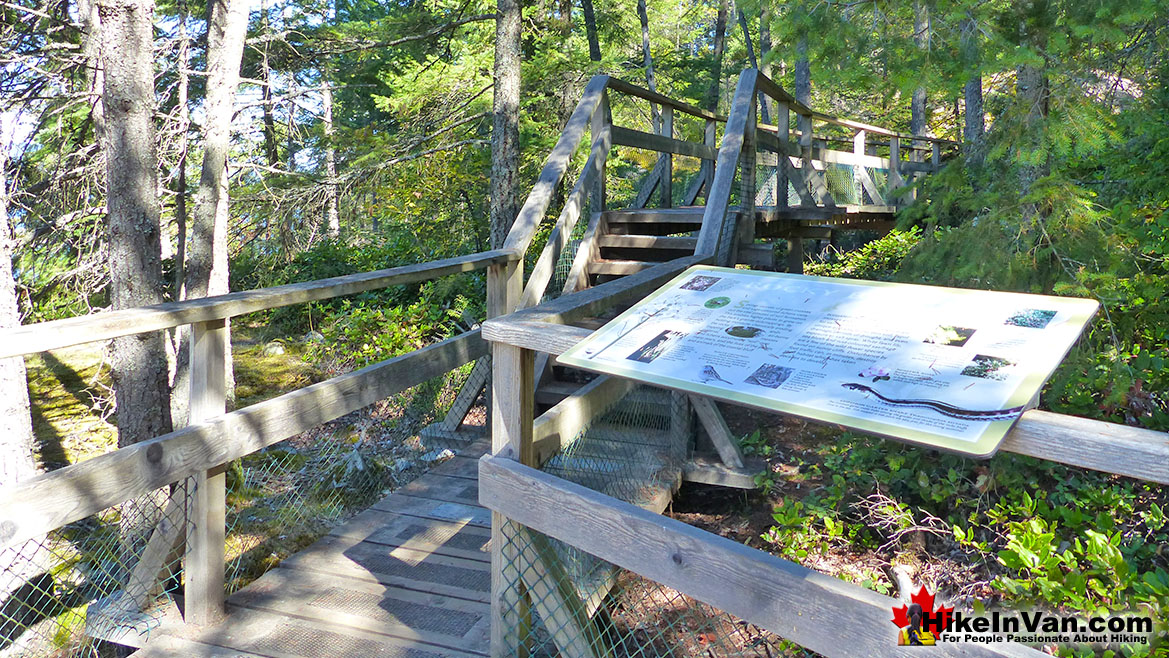 Lighthouse Park Hike in Vancouver