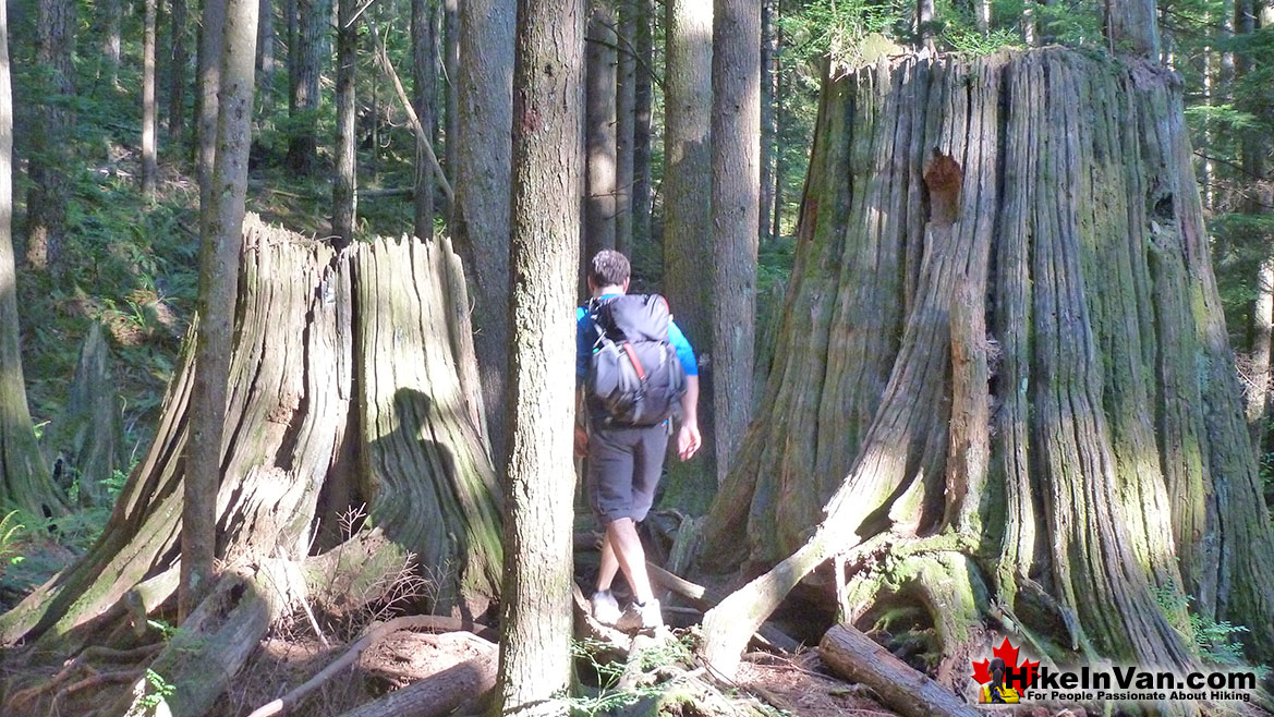 Lynn Peak Hike in Vancouver