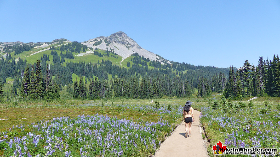 Taylor Meadows Campground Hike in Whistler